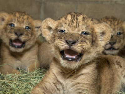 Supprt Deryck Downie