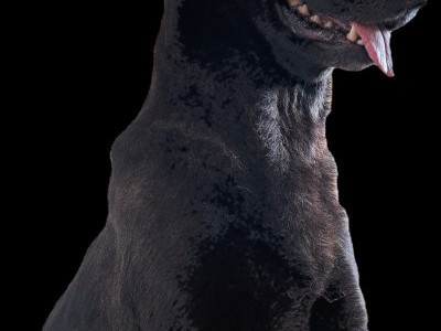 Help Save Mira, Abandoned Lab Fighting for Her Life