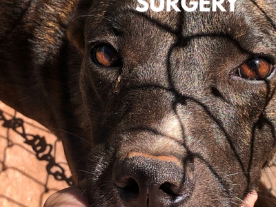 Help Luna Survive | Emergency Surgery Needed Now