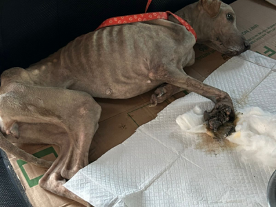 Furry Lives Matter TT- A Small Rescue Fighting for Stray Animals in Trinidad