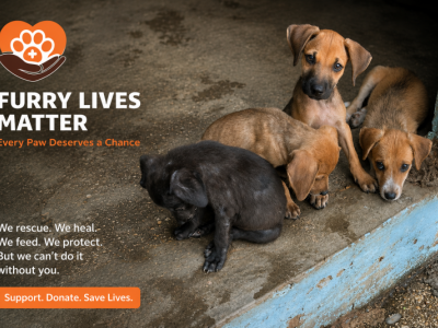 Furry Lives Matter TT- A Small Rescue Fighting for Abandoned Animals in Trinidad