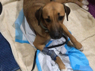 Surgery for Stella