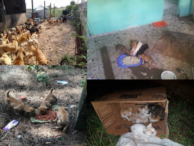 Help the Stray Cats & Dogs of Trinidad and Tobago