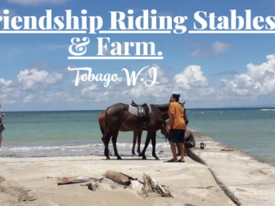 Helping the Horses of Friendship Riding Stables