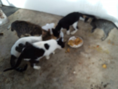 Help save the cats in Chaguanas
