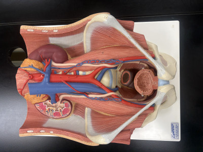 The Way to Med School