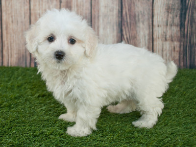 Help bring Gucci the maltipoo home