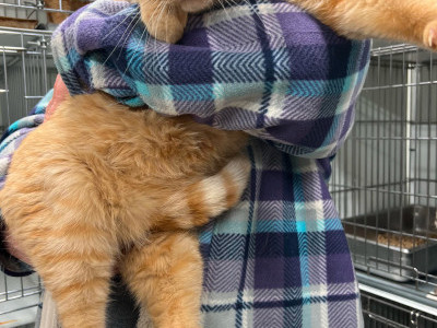 PAW SAFETY WORLDWIDE
