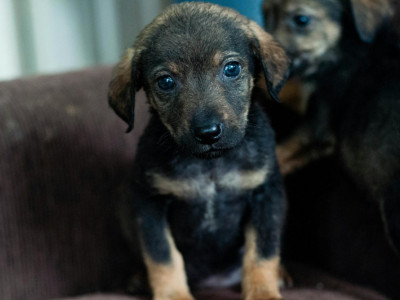 Paws for a Cause