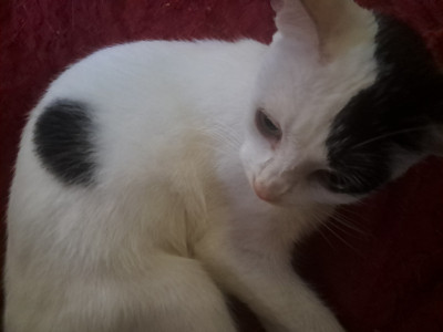 Please help save my cat he needs medical surgery