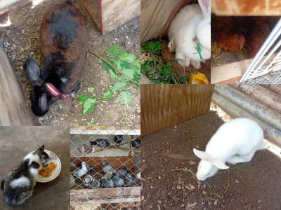 We run a rehabilitation center for all kinds of wonderful animals.